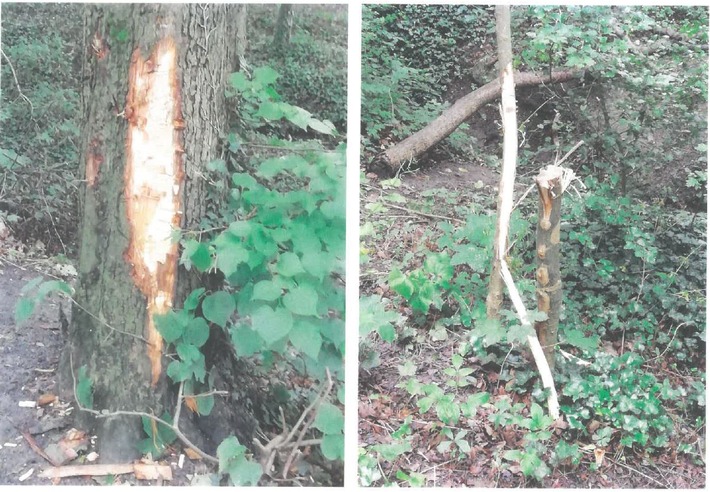 POL-HM: Mehrere Bäume im Stadtwald von Hessisch Oldendorf beschädigt - Polizei ermittelt
