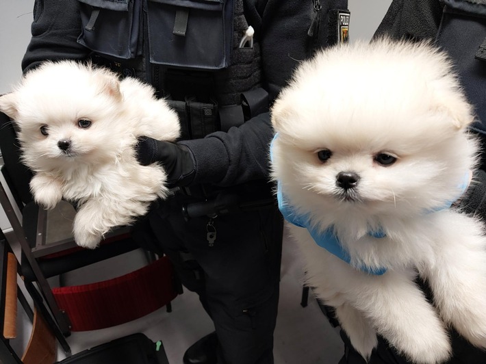 BPOLI C: Hundewelpen bei Einreise an Grenze sichergestellt