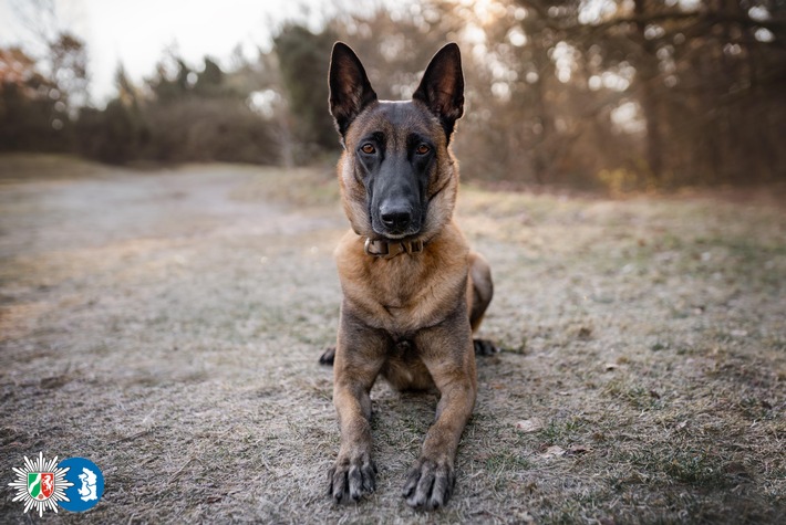 POL-DU: Untermeiderich: Rauschgiftspürhund findet Drogen bei Durchsuchung