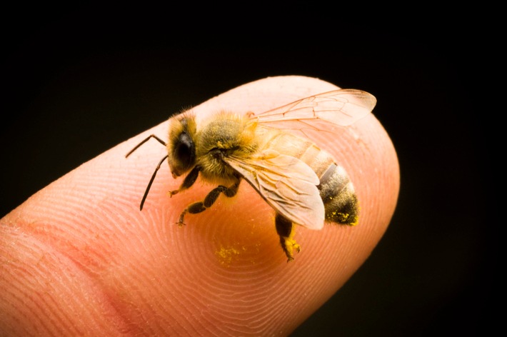 "Save the Bees!" - "Galileo" zeigt, warum wir Bienen schützen müssen (mit Bild)