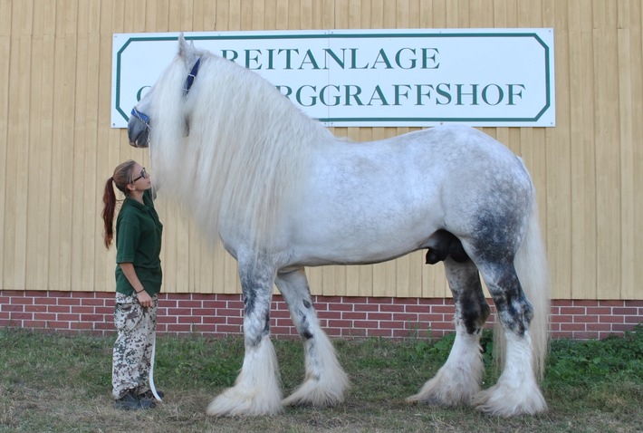 Premiere für "Sanfte Riesen" auf der HIPPOLOGICA Berlin 2016