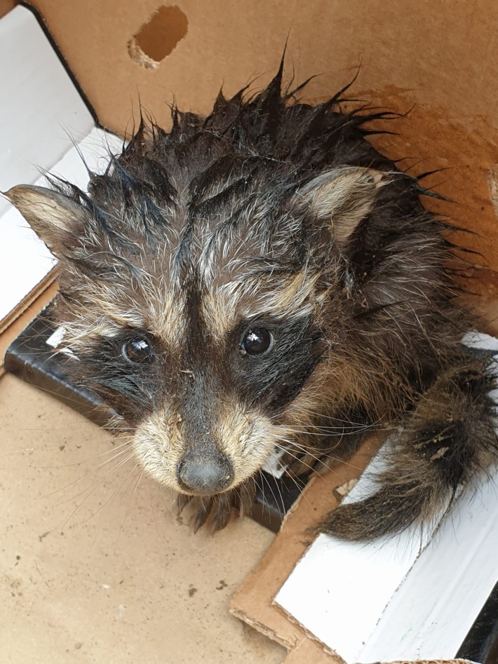 POL-SI: Tierischer Garageneinbrecher vorläufig festgenommen - kleiner Waschbär auf Abwegen