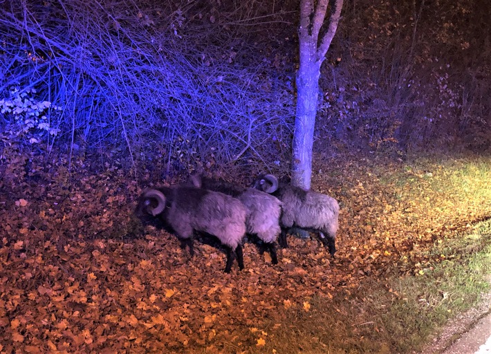 POL-PDPS: Drei Schafe auf nächtlicher Erkundungstour
