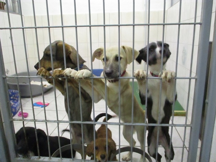 BPOLI C: Illegaler Hundetransport gestoppt