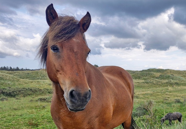 BdSt NRW warnt vor Einführung einer Pferdesteuer