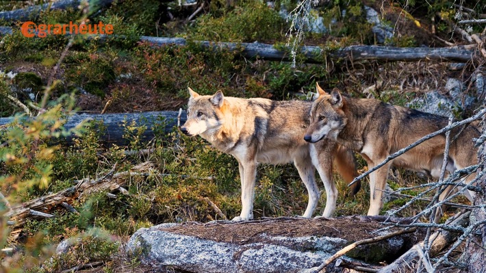 Pferdehalter und Bauern verzweifelt über Rückkehr des Wolfes