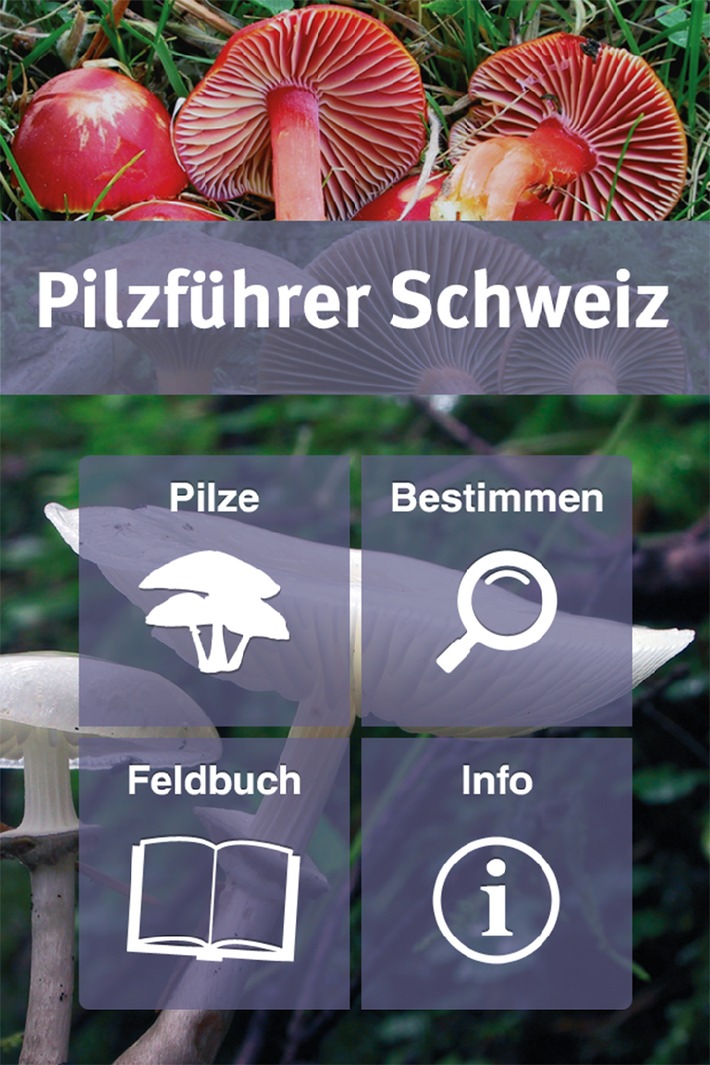 Pilzführer Schweiz App / Jetzt neu: App für Schweizer Pilzfreunde im Haupt Verlag erschienen (BILD)