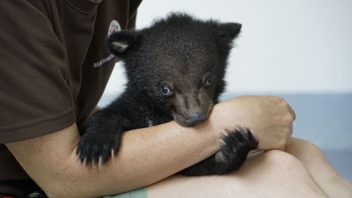 QUATRE PATTES sauve un ourson victime du commerce illégal d&#039;animaux sauvages au Vietnam