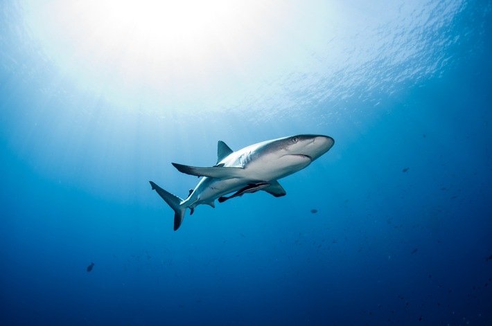 CITES: Wegweisende Entscheidungen zum Schutz bedrohter Haiarten getroffen