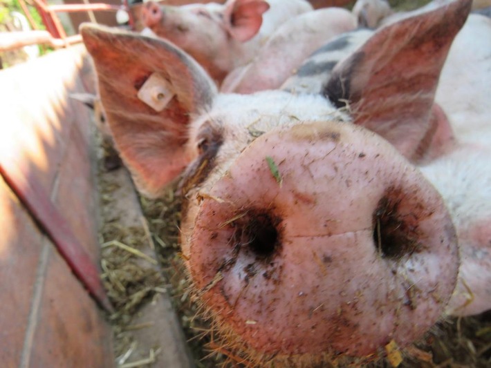 Kriegen Schweine Sonnenbrand?