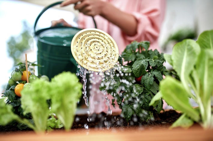 Gemüsegarten im Sommer: Ernte trotz Hitze und Trockenheit sichern