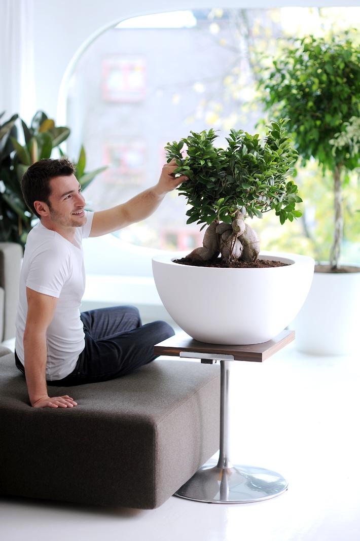Ficus ist Zimmerpflanze des Monats Februar / Der exotische Ficus verbreitet Ruhe und Entspannung (mit Bild)
