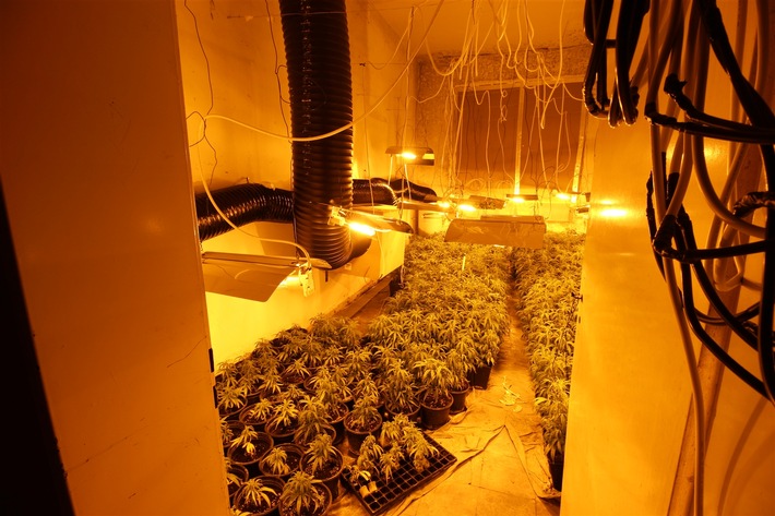 POL-NE: Mehr als 1000 Cannabispflanzen in Halle sichergestellt