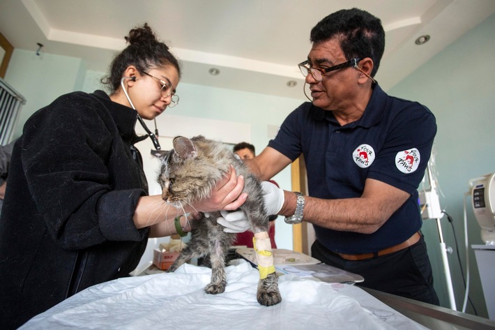 QUATRE PATTES au secours des animaux blessés lors des tremblements de terre en Turquie et en Syrie