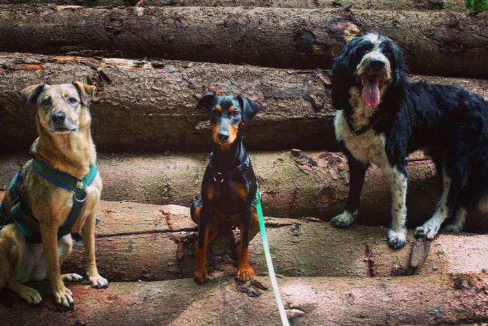 Hundeschule Witten Rüdinghausen &quot;Unter Wölfen&quot; ist beliebt von Herbede bis Stockum