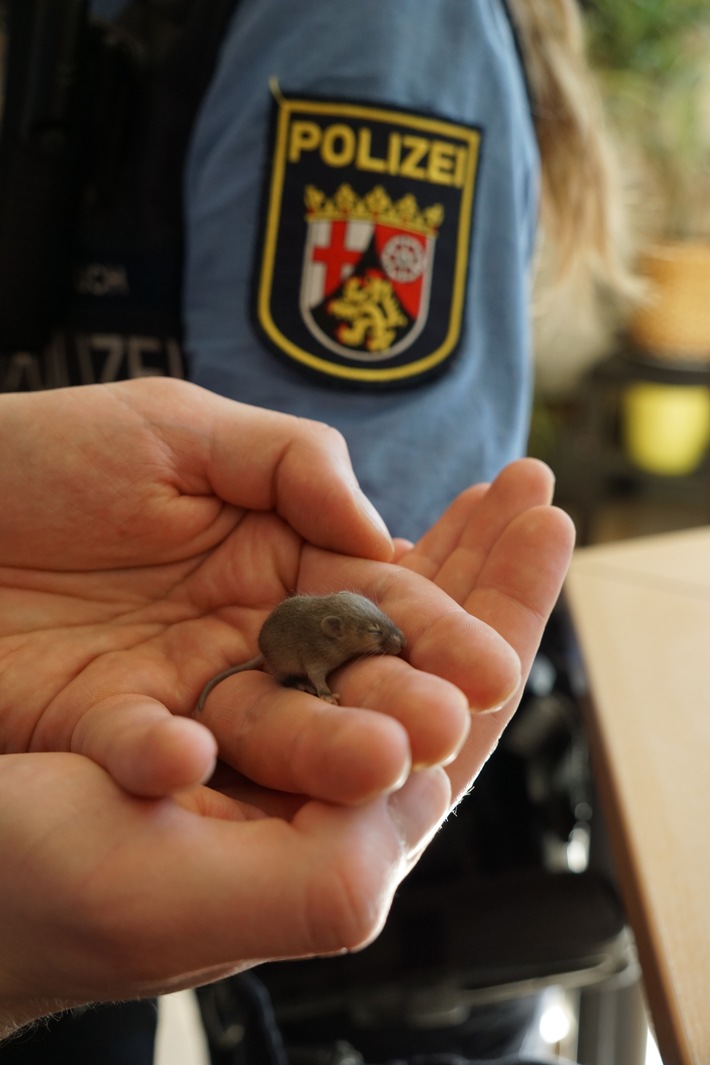 POL-PPMZ: Kleiner Fund mit großem Herz: Polizeistreife rettet Mausebaby, dank eines aufmerksamen Bürgers