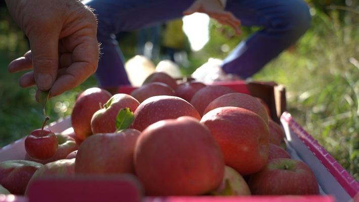 In diesem sonnenreichen Jahr wird Pink Lady schon Ende Oktober geerntet. Verbraucher können dann ab November die neue Ernte im Handel kaufen. / Weiterer Text über ots und www.presseportal.de/nr/139300 / Die Verwendung dieses Bildes ist für redaktionelle Zwecke honorarfrei. Veröffentlichung bitte unter Quellenangabe: "obs/Quelle Pink Lady Europe"