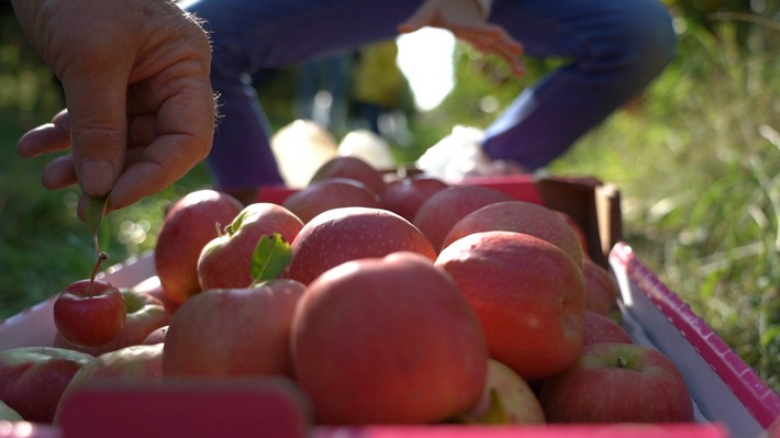 Pink Lady Äpfel: Ernte 2020 schon Ende Oktober