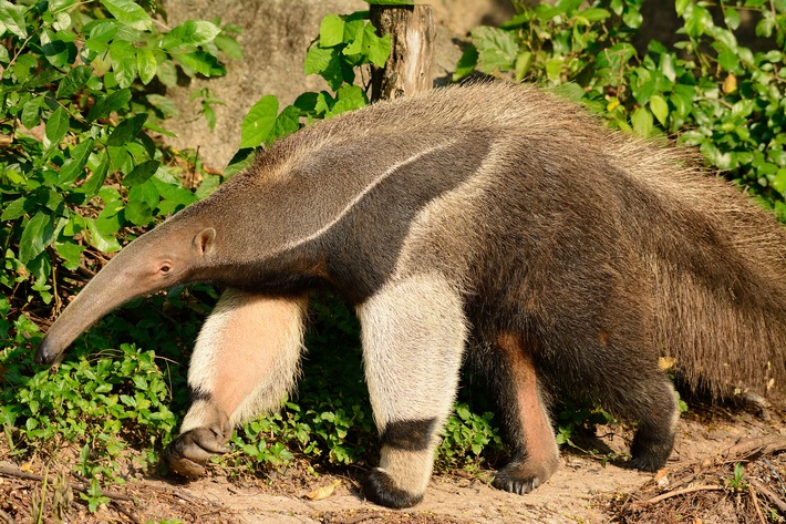 great_anteater.jpg