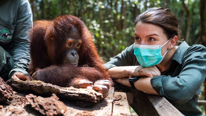ZDF zeigt Orang-Utan-Auswilderung auf Borneo in "Terra X"