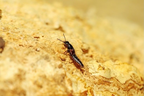 PM Funde seltener Urwaldkäfer öffnen Fenster in jahrtausendealte Vergangenheit der Schwäbischen Alb