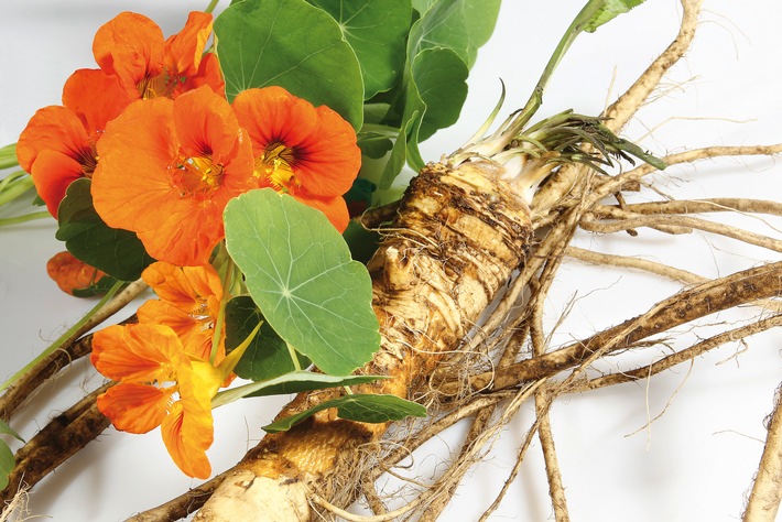 Erkältungen und Blasenentzündungen pflanzlich behandeln: Aktuelle Daten bestätigen breite Wirksamkeit der Phytokombination mit Kapuzinerkresse und Meerrettich
