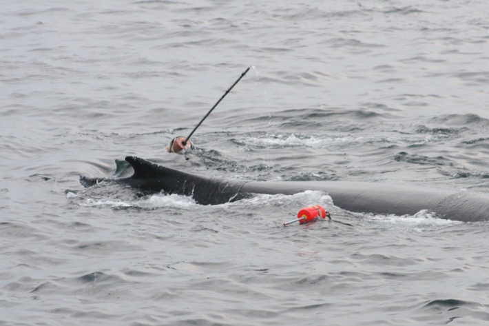 Buckelwal in der Ostsee: WDC-Meeresbiologin beantwortet häufigste Fragen
