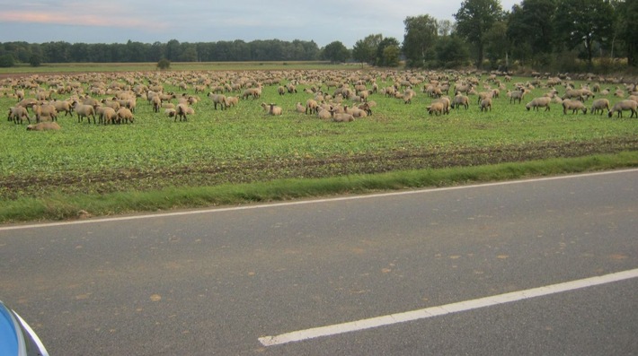 POL-NI: 400 Schafe auf der Straße -Bild im Download-