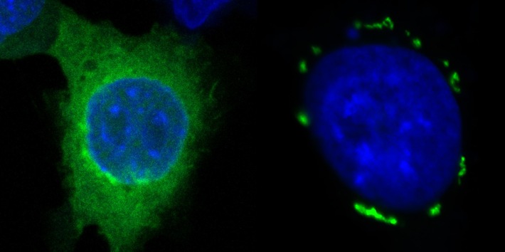 New Approach in Cancer Therapy With Innovative Mechanism-of-Action for Ferroptosis Induction