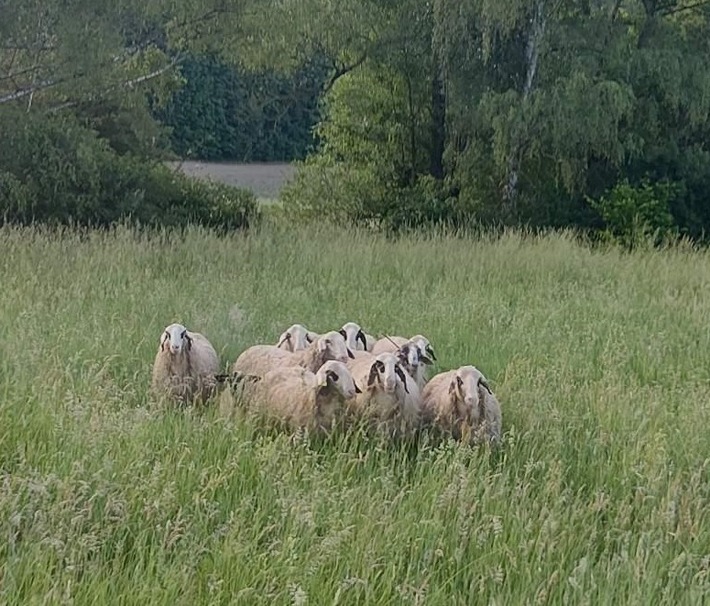 BPOL-KL: Schafherde ausgebüxt