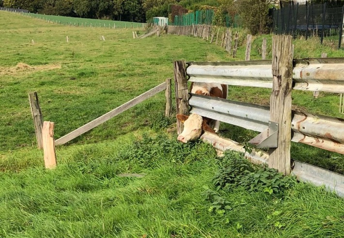 POL-MI: Kopf eingeklemmt - Kuh aus misslicher Lage gerettet