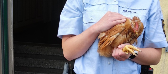 POL-OG: Rastatt - Ei, Ei, Ei - Hühner suchen Besitzer