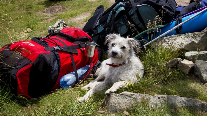 Pour de belles randonnées automnales en compagnie de son chien