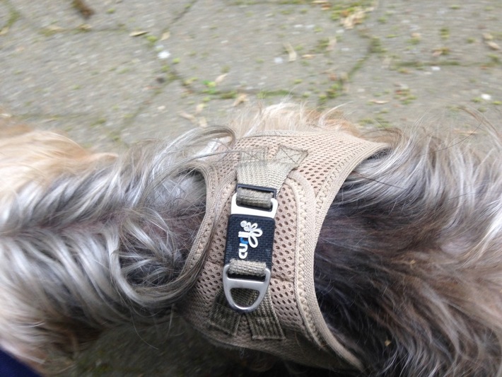 BPOLI-OG: Herrenloser Hund im Bahnhof Offenburg unterwegs/ Herrchen gesucht