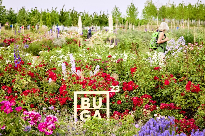 Nicht verpassen! Die Bundesgartenschau 2023 in Mannheim endet am 8. Oktober / Rosen und Dahlien machen sich gegenseitig Konkurrenz und blühen in voller Pracht