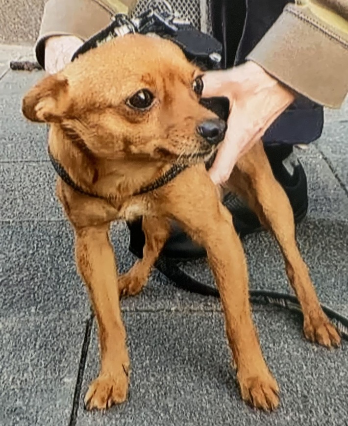POL-MA: Mannheim-Neckarstadt: Vor Supermarkt angeleinter Hund gestohlen - Polizei sucht Zeugen
