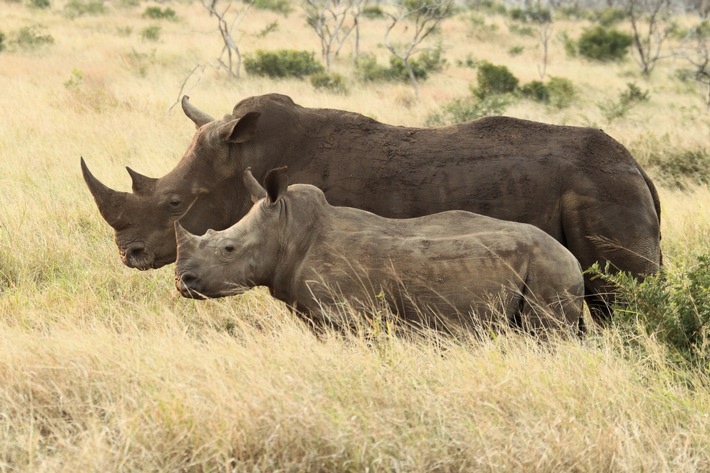 Thanda Safari erweitert Initiativen zum Schutz der Nashörner - mit modernster KI-gestützter Technologie