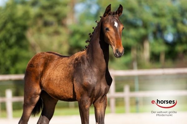 ehorses: Fohlen sind die Shootingstars des Pferdemarkts