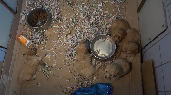 PETA deckt auf: Das Geschäft mit den Hundewelpen in der EU - tierschutzwidrige Massenzucht in der Slowakei / Leidende Tiere in belgischen Puppyshops verkauft - Deutschland ist wichtiges Transitland