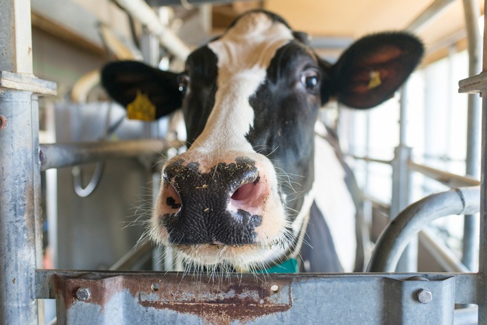 Robuste Milchkühe - Schlüssel für Leistung & Wohlbefinden liegt in den Kraftwerken der Zelle