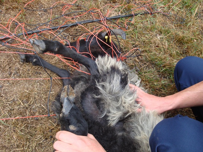 BPOLI KLT: Bundespolizisten befreien Schaf aus hilfloser Lage