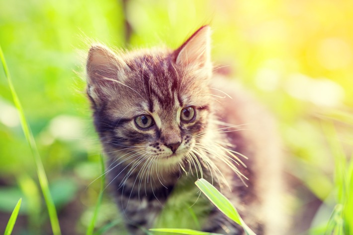 Neue Studie zeigt: Lungenwurminfektionen bei Katzen häufiger als gedacht