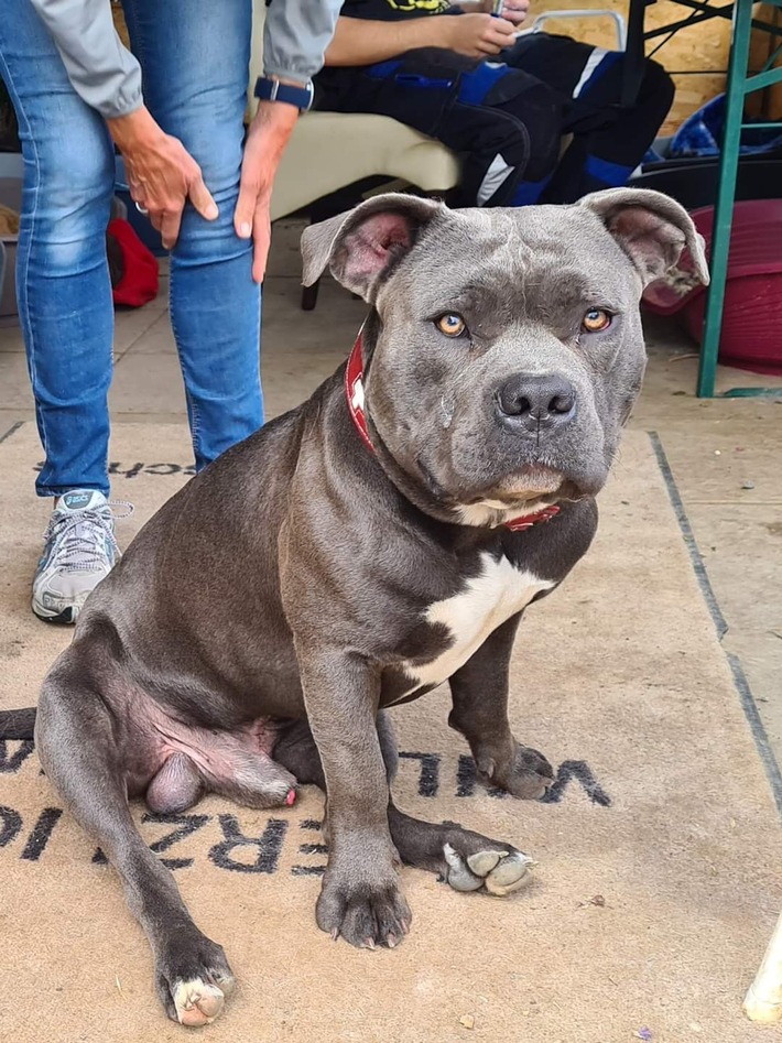 POL-WE: Hund aus Tierheim gestohlen - Polizei fragt: Wo ist Bobby?