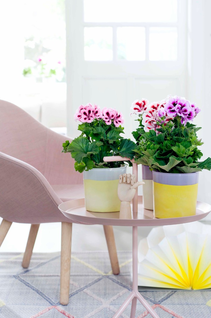 Edelgeranie ist Zimmerpflanze des Monats März - Blütenzauber für Zuhause mit der Edelgeranie