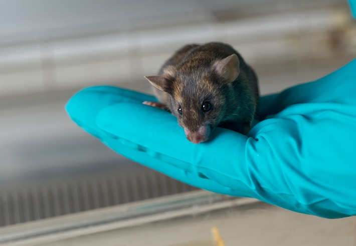 Schweizer Forschende sagen NEIN zur Initiative &quot;JA zur tierversuchsfreien Zukunft&quot;