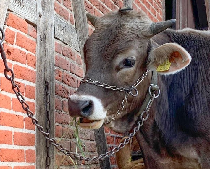 Tierquälerei im Museumsdorf Volksdorf - große Sorge um die Sicherheit des Rindes Goofy