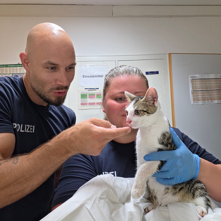 Bundespolizeidirektion München: Ausgesetzte Katze am Bahnhof Bamberg aufgefunden - Tierheim übernimmt Fundtier