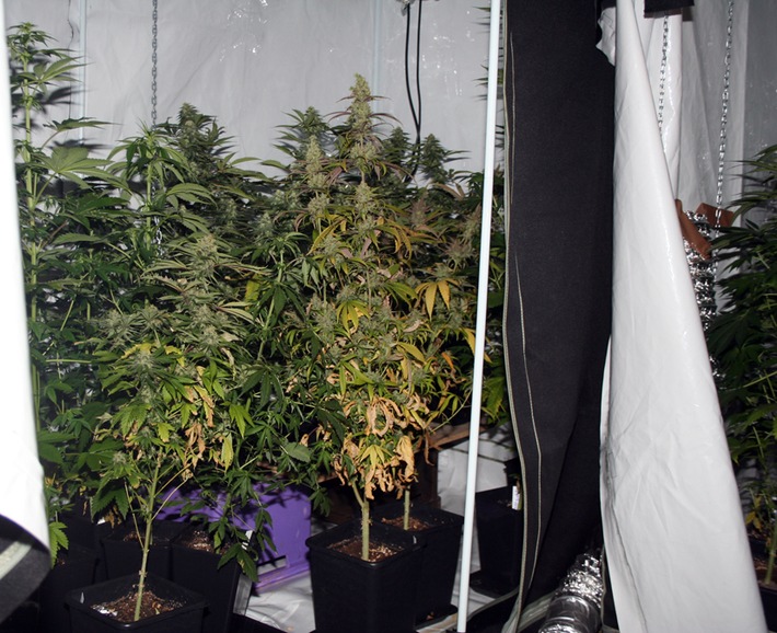 POL-MFR: (769)  Cannabis-Plantage sichergestellt