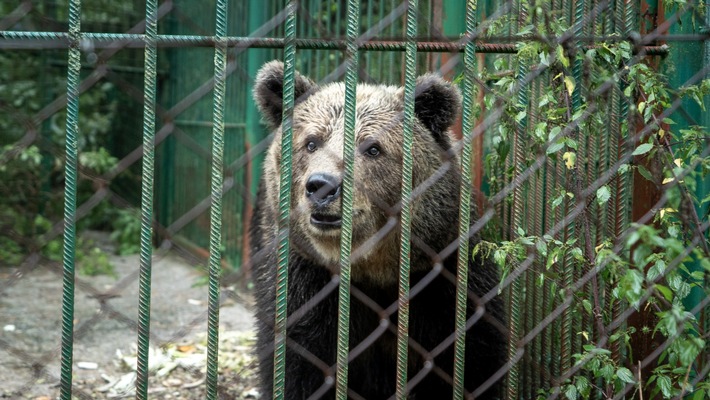 VIER PFOTEN befreit Restaurantbärin Mici