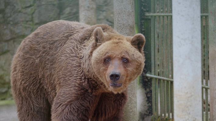 Felix l’ours de Slovénie est arrivé à la FORÊT DES OURS d’Arbesbach